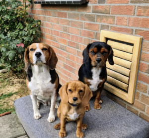 De drie beagliers zitten buiten met z'n drieën naast elkaar