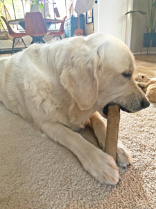 Een golden retriever die op een woefstock van Darf zit te snacken