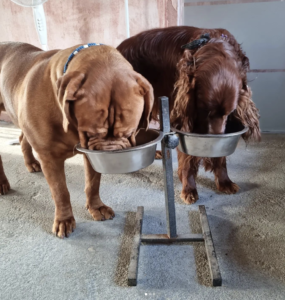 Twee honden die samen genieten van de voeding van Darf