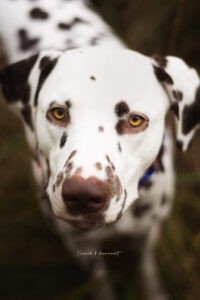 Dalmatiër Toby kijkt in de camera