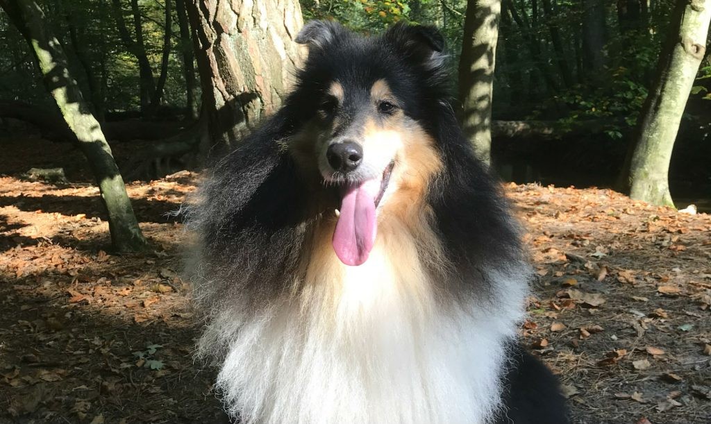 Schotse collie Thaigo zit recht voor de camera in een bos