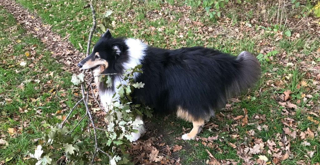 Schotse collie Thaigo die met een tak in zijn mond rondloopt