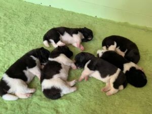 De akita pups van Djengo en Mayu