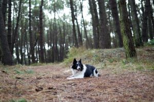 Een border collie die op de grond ligt in het hondenlosloopgebied