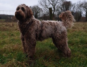 Labradoodle Joes staat in een weide