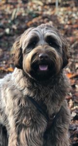 Labradoodle Joes poseert voor de camera tussen de bladeren