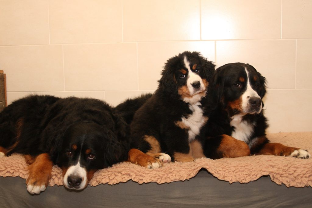 Drie generaties Berner Sennen liggen naast elkaar op een kleed