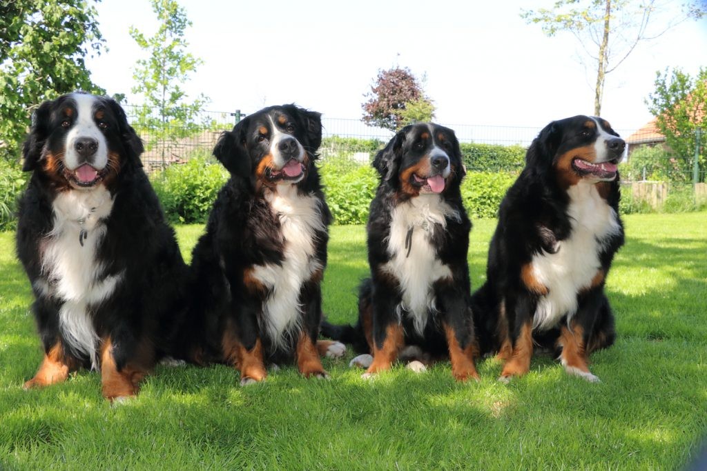 Vier Berner Sennen honden van Marion zitten naast elkaar in de achtertuin