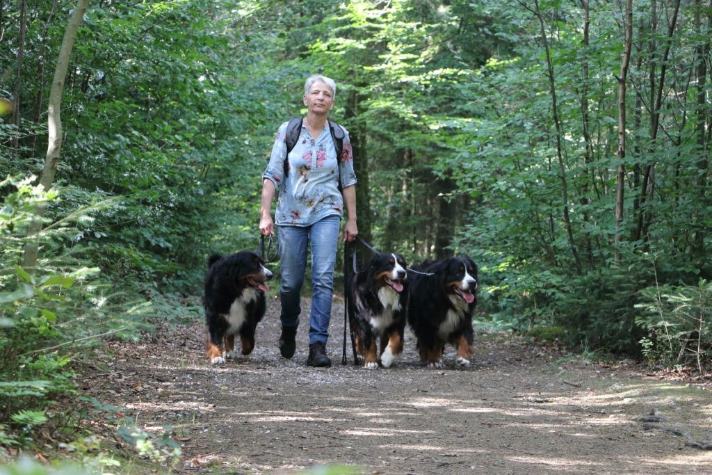 Marion loopt met haar drie Berner Sennen honden door het bos