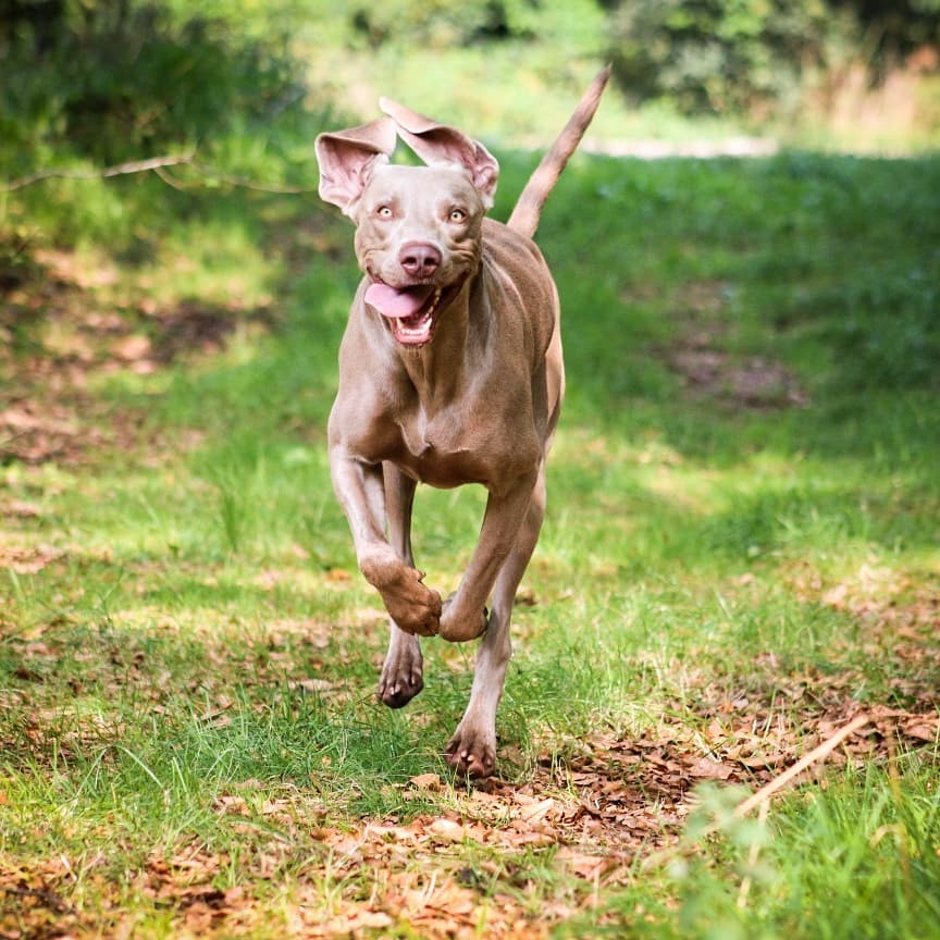 Grote weimaraner Perro rent op de camera af op een graspad