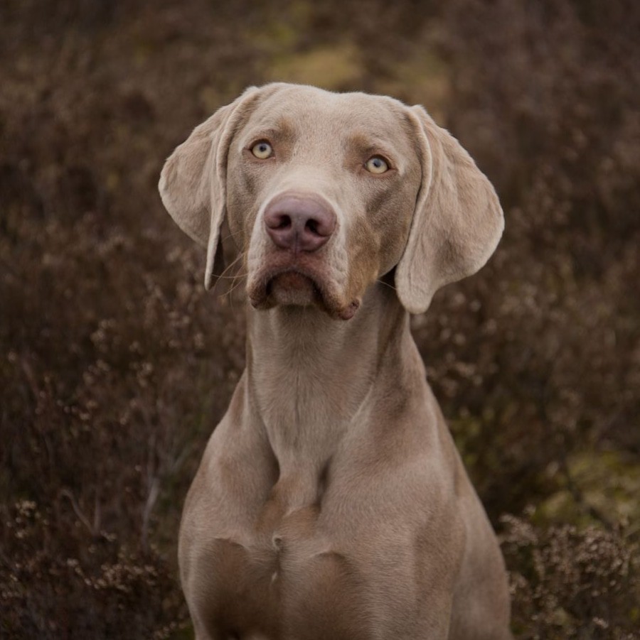 Grote weimaraner Perro poseert voor de foto voor een paar struiken