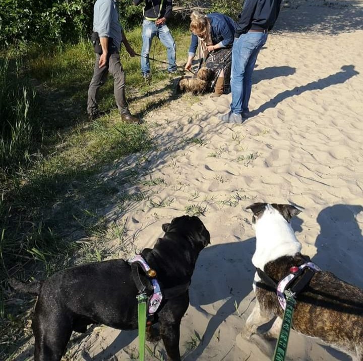 Snoopy en Droppy staan op het zand te kijken naar mensen die hun hond weer zien