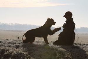 Een Ierse water spaniel geeft een poot aan zijn baasje