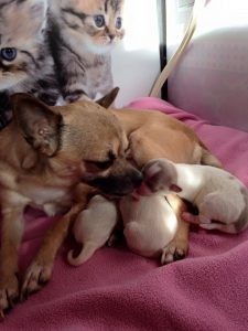 Één van de chihuahuas van Linda is bevallen en ligt met haar 3 pups in een mandje