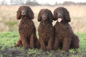 Drie Ierse water spaniels van Annelies en Michael zitten naast elkaar op het gras