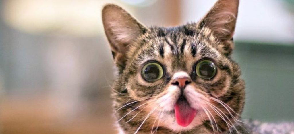 Insta kat Lil Bub kijkt met zijn tong uitgestoken en grote ogen in de camera