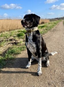 Luna op een zandweg die meegaat met de uitlaatservice