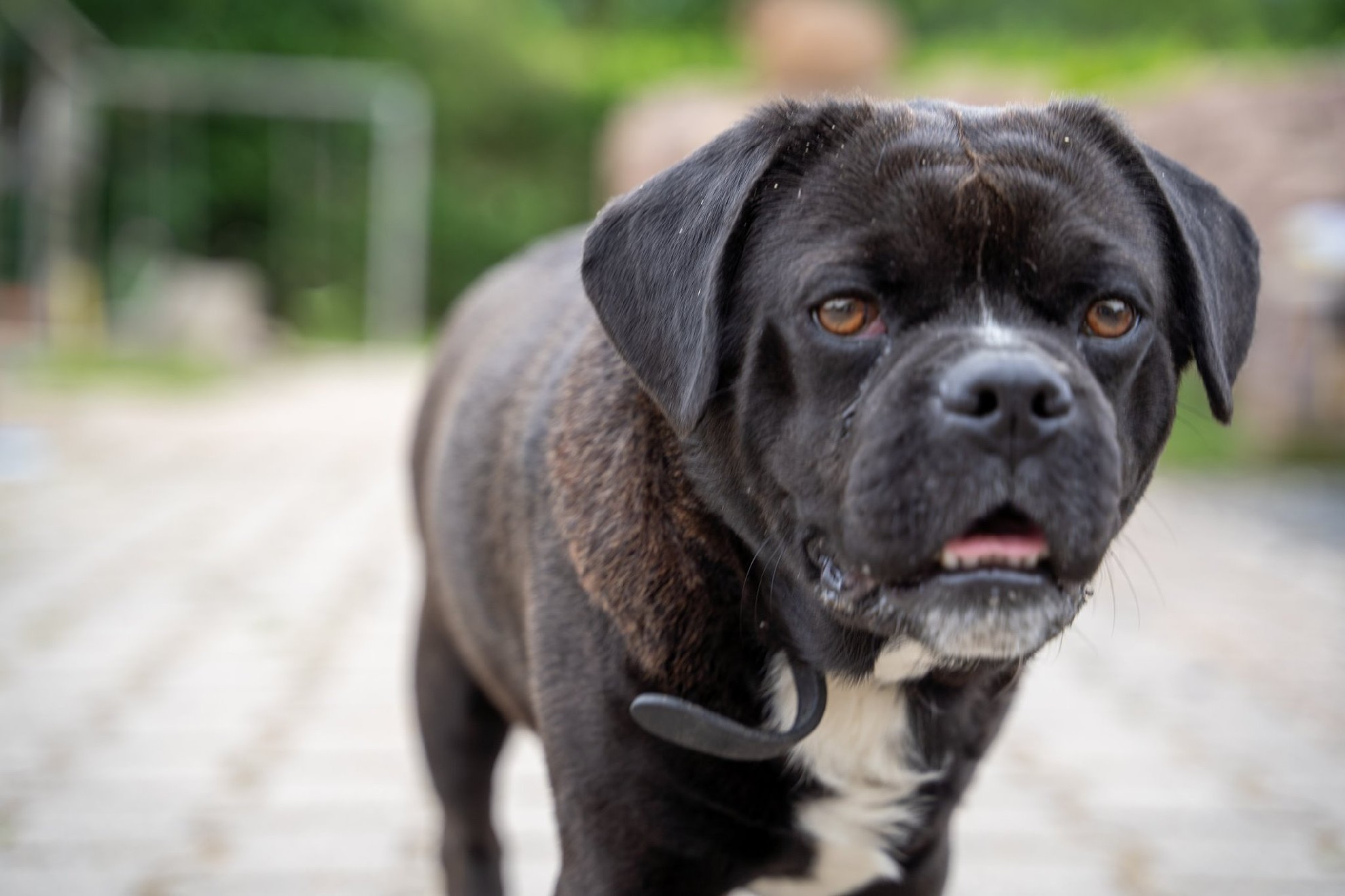 Hond Owen kijkt langs de camera heen