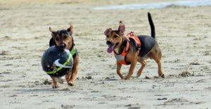 Twee Jack Russell reutjes die samen op het strand met een bal spelen