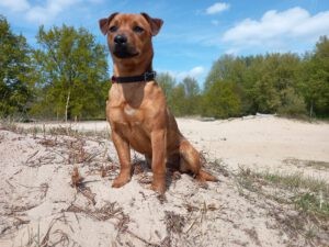 Hondje Roos zit op het strand