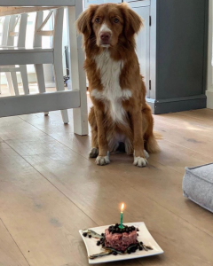 Hond Ruby zit voor haar verjaardagstaart