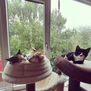 Instakatten Luna, Emma en Mochi zitten voor het raam