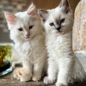 Twee kittens zitten naast elkaar en kijken in de camera