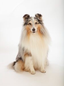 Sheltie Gift die mooi zit voor een foto