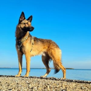 Herder Tommy staat op het strand voor de zee