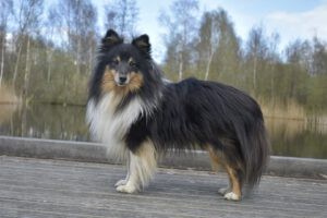 Shelite Manoel staat op een kade van hout voor het water