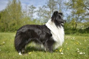 Sheltie Civet staat in een grasveld