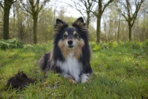 Sheltie Cheetah ligt op het gras in een bos