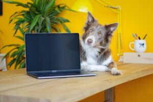 Een hond die naast een laptop op de tafel ligt