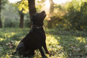 Een zwarte labrador retriever in het bos met de zon die op hem schijnt