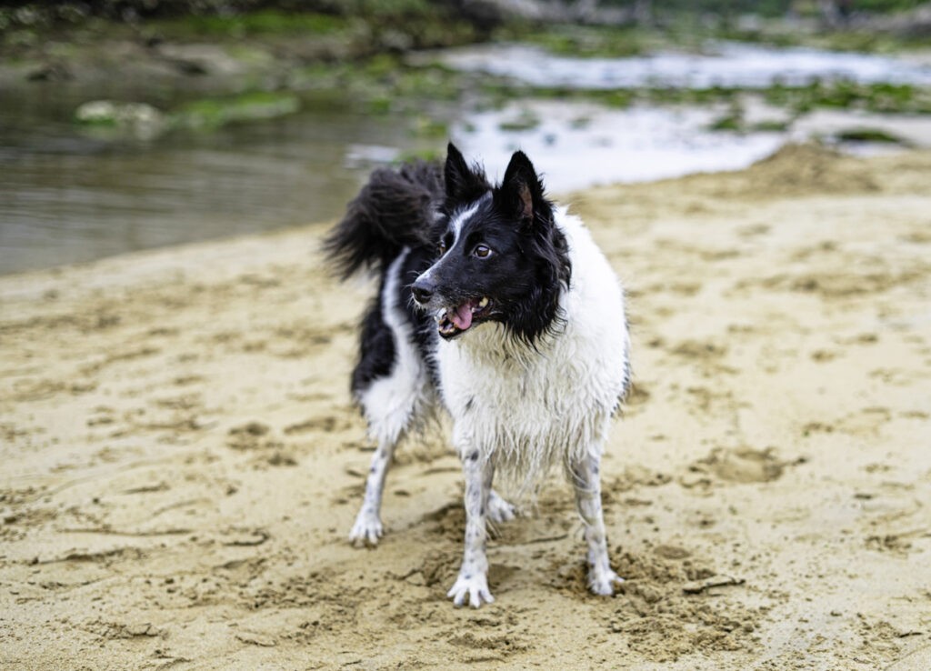 Een border collie die op het zand staat bij een riviertje