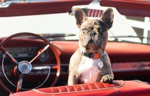 hond vervoeren in auto