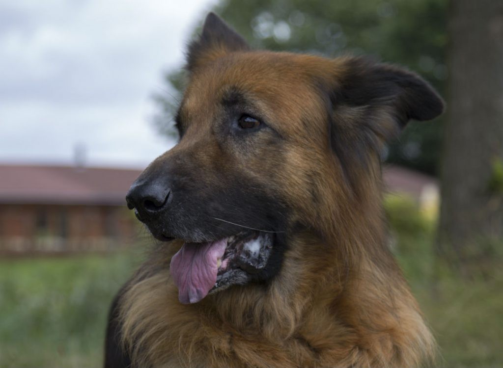 Hond Carel kijkt met zijn trouwe ogen naar links