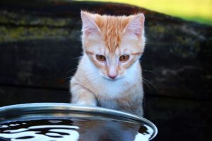 Een oranje kat die naar zijn reflectie in het water kijkt