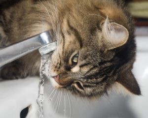 Een kat die het stromende water van de kraan drinkt