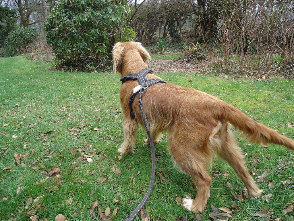 Buitenlandse hond Charlie aan de lijn op een grasveld