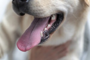 De tong en het gebit van een labrador