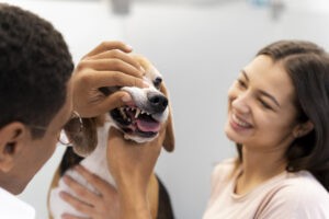 Een dierenarts die naar het gebit van een beagle kijkt