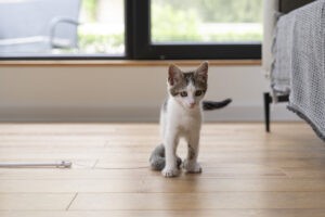 Een kitten die thuis op de grond loopt