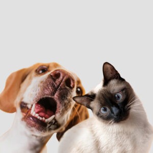 Een hond en een kat die samen blij de camera in kijken