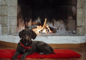 Een hond op een rood kleed die lekker warm voor de openhaard ligt