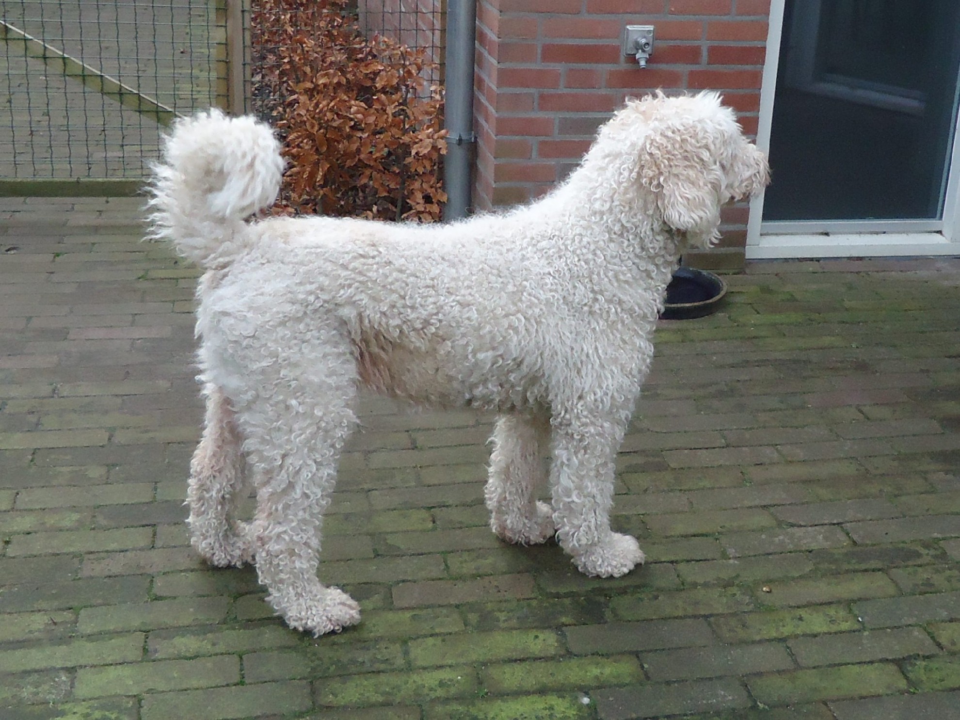 Buitenlandse hond Diva staat los in de achtertuin