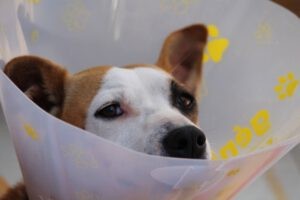 Een hond met een kap op zodat hij zichzelf niet kan beschadigen
