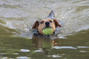 Een hond die in het water zwemt met een bal in zijn mond bij snuffelroute Mastbos