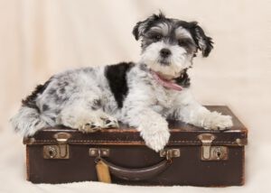 Een hond met een roze halsband ligt op een koffer