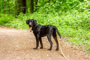 Een hond die terugkijkt in het bos met een losgelaten riem